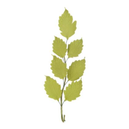 Obrázek BIRCH BRANCH H14